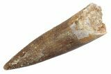 Fossil Plesiosaur (Zarafasaura) Tooth - Morocco #370241-1